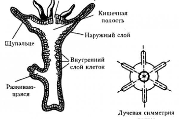 Kra13cc